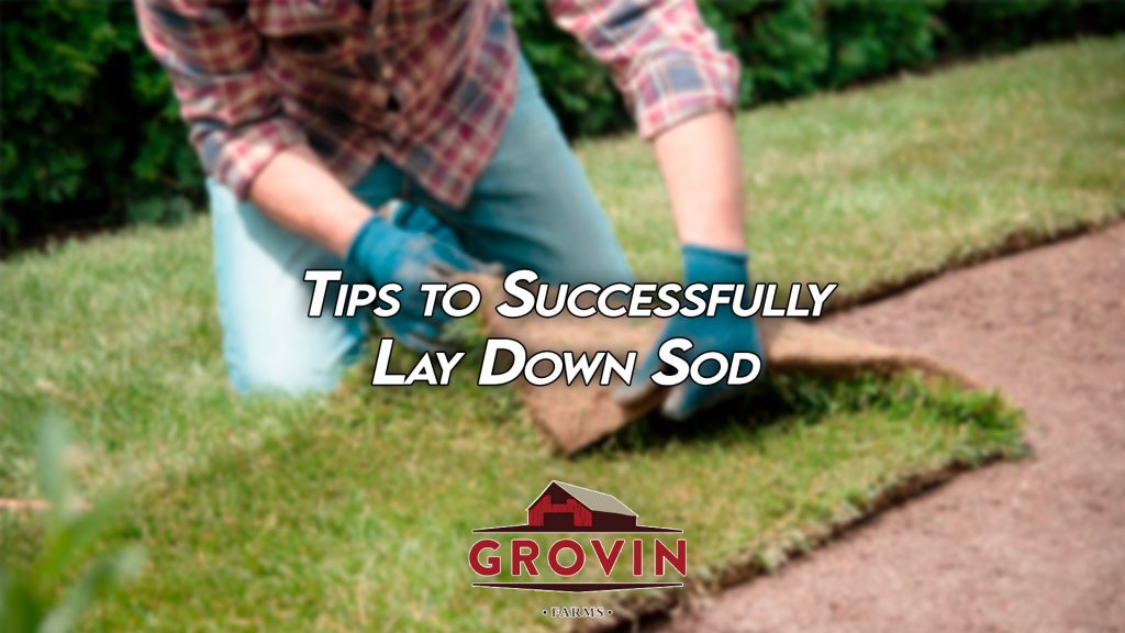 how to lay sod, tips for laying sod, sod farm florida | Grovin Farms | Gainesville, FL