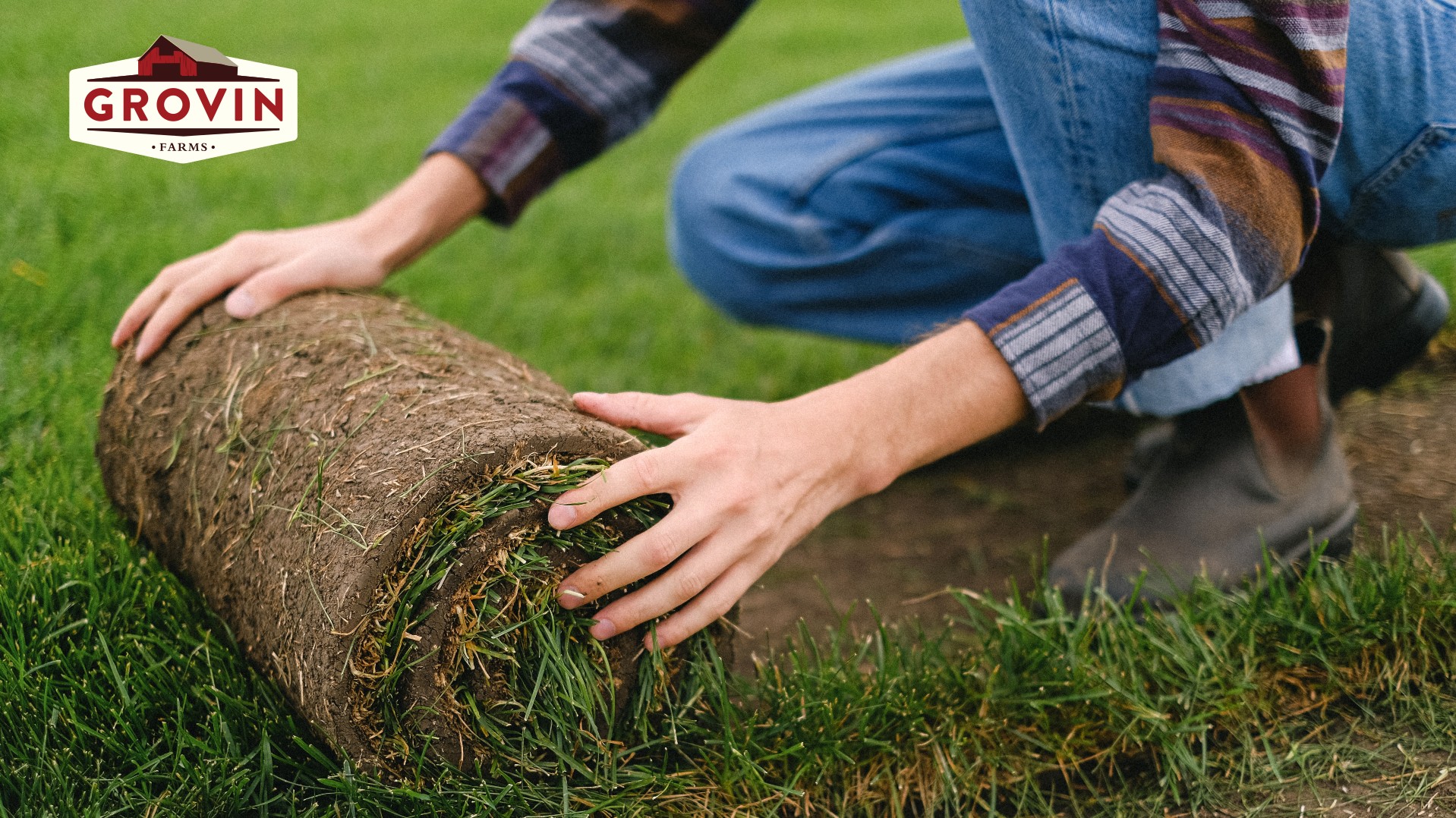 How to choose the right sod for your lawn