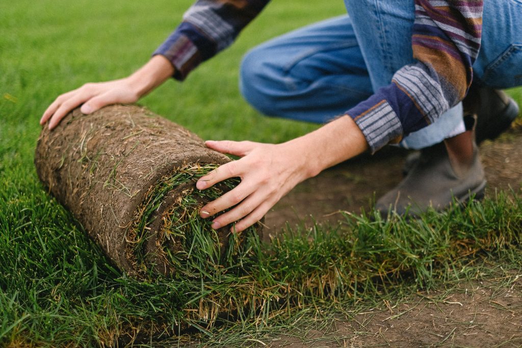 Choosing the right sod for your lawn