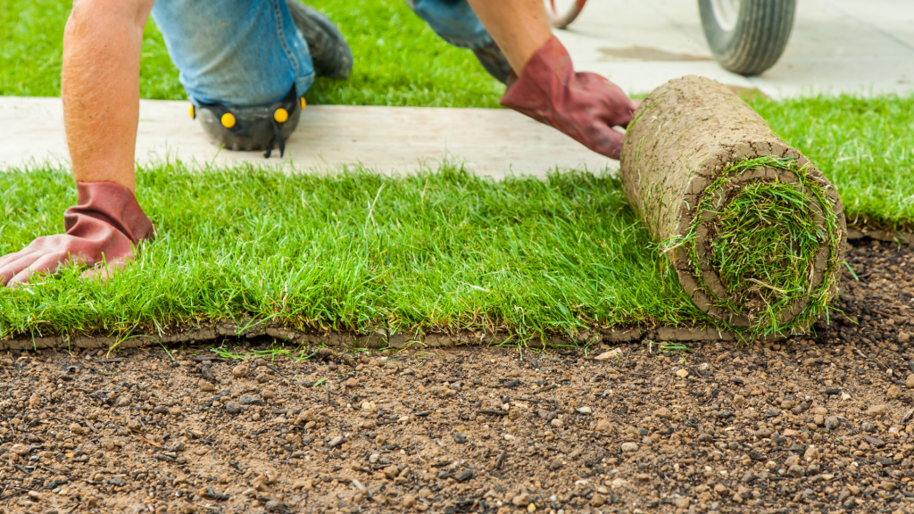 bahia sod laying for your dream lawn
